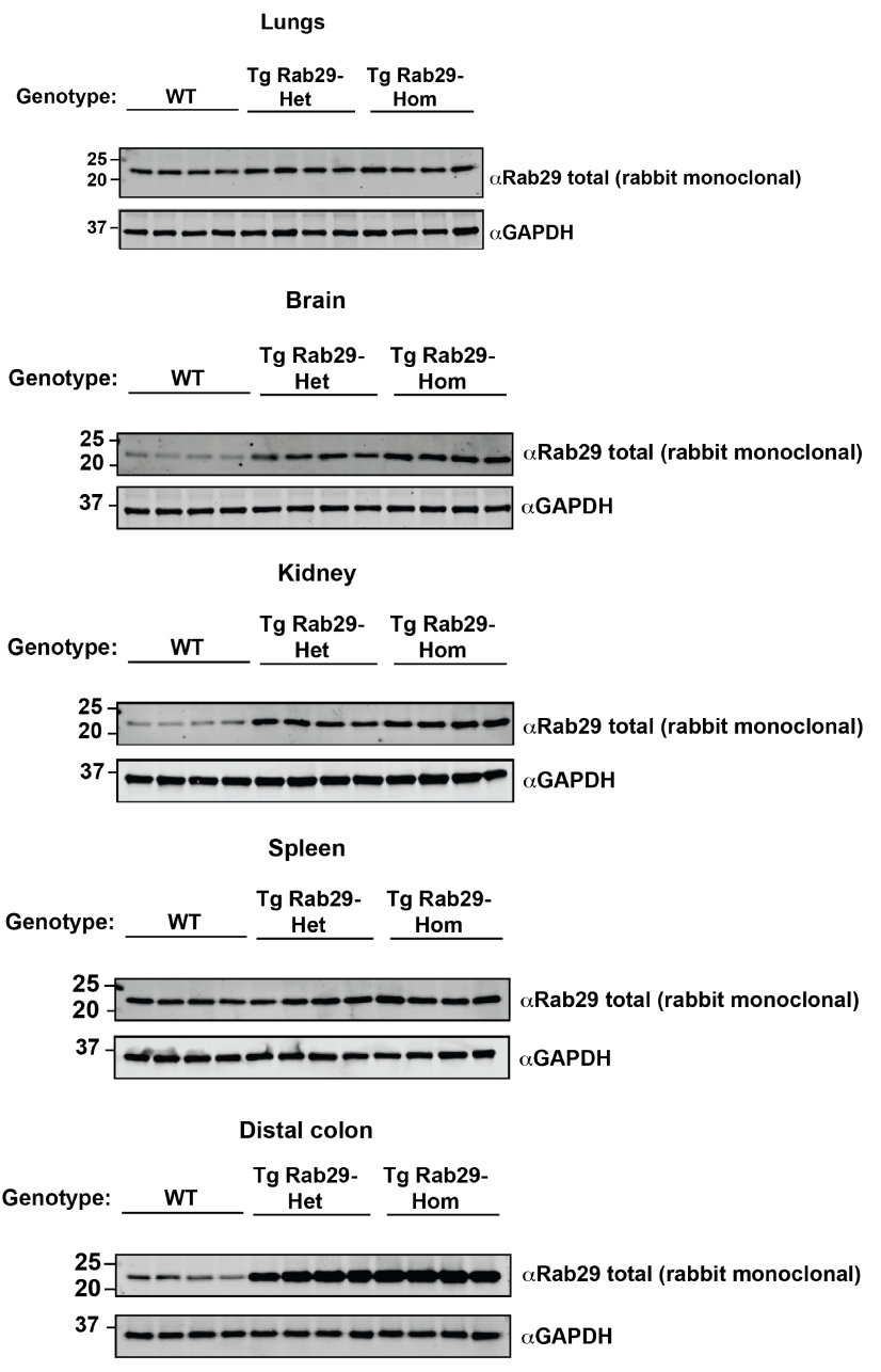 Analysis of Rab29 protein levels in Rab29 Overexpression Mouse