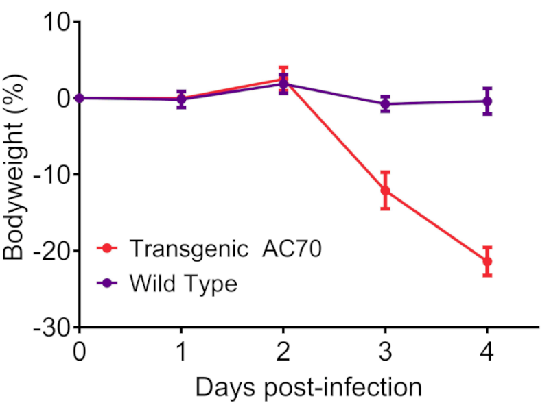 SARS-CoV-2 provokes lethal infection in hACE2 AC70 mice