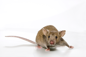 Brown mouse model