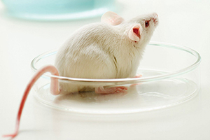 Building Better Mice for Cancer Drug Discovery and Development