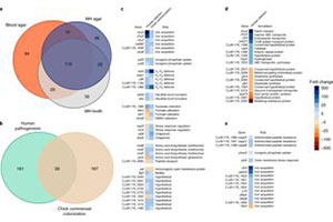 Campylobacter jejuni transcriptional and genetic adaptation during human infection