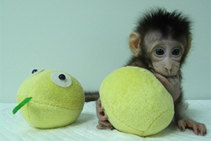 Cloned primate paves way for the generation of uniform monkey models, say researchers