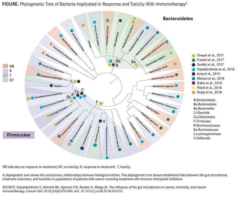 Phylogenetic Tree of Bacteria Implicated in Response and Toxicity with Immunotherapy
