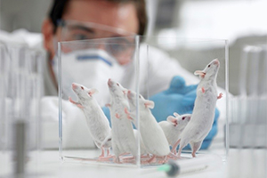 Taconic launches preconditioned NASH mice to accelerate clinical development