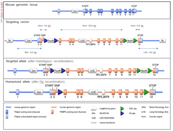 The targeting strategy allows the generation of a constitutive humanization of the Fkbp5 gene.