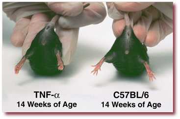 TNF-α at 14 weeks