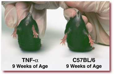 TNF-α at 9 weeks