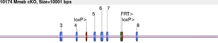 10174cko-allele.png