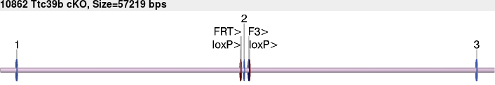 10862cko-allele.png