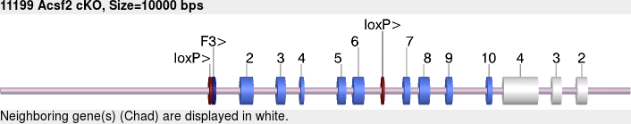 10908cko-allele.png