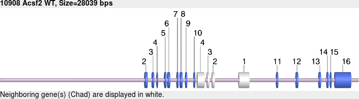 10908wt-allele.png