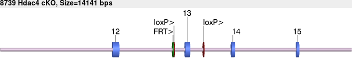 8739cko-allele.png