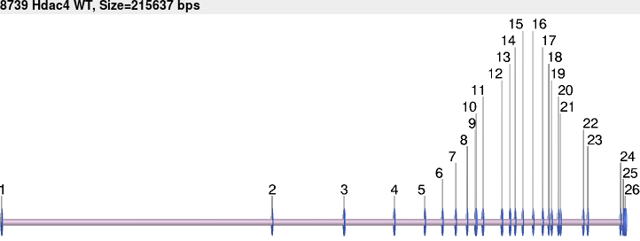 8739wt-allele.png