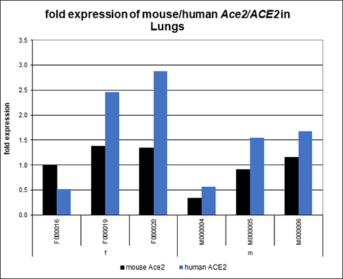 Chart shows hACE2 AC22 mice generally express higher levels of human ACE2 mRNA in the lung compared to mouse Ace2 mRNA