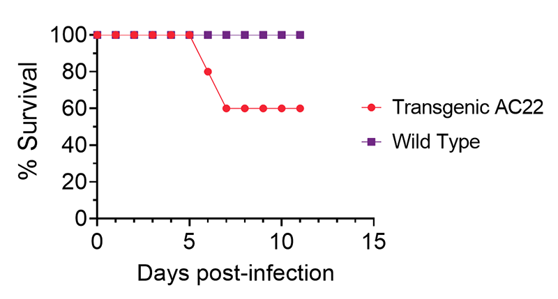 hACE2 AC22 provides a lethality-resistant model for SARS-CoV-2 infection
