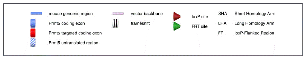 Prmt5 - Model 16437 - cKO Alleles