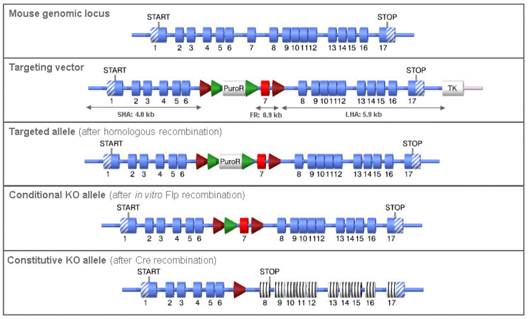 Prmt5 - Model 16437 - cKO Alleles