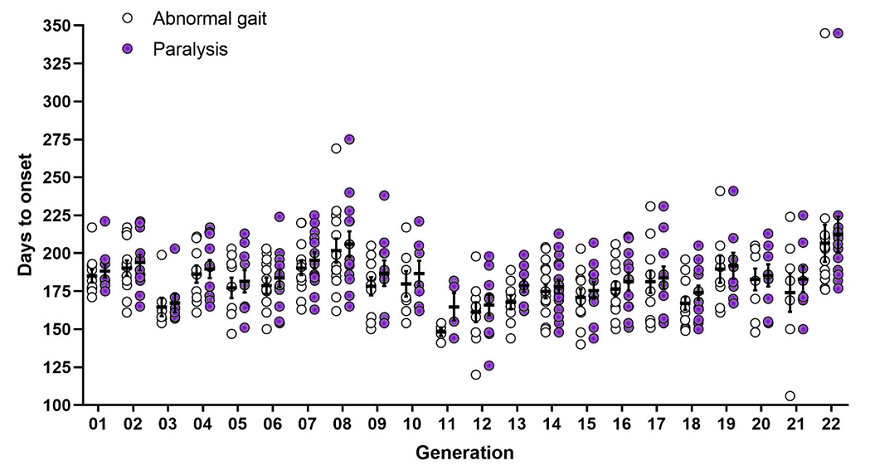 Graph conveying SOD1 M hemi breeder phenotype over multiple generations
