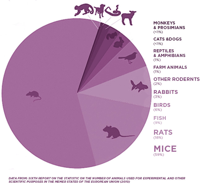 animals used for experimental research