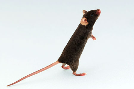 Are Dirty Mice Superior Immunology Models?