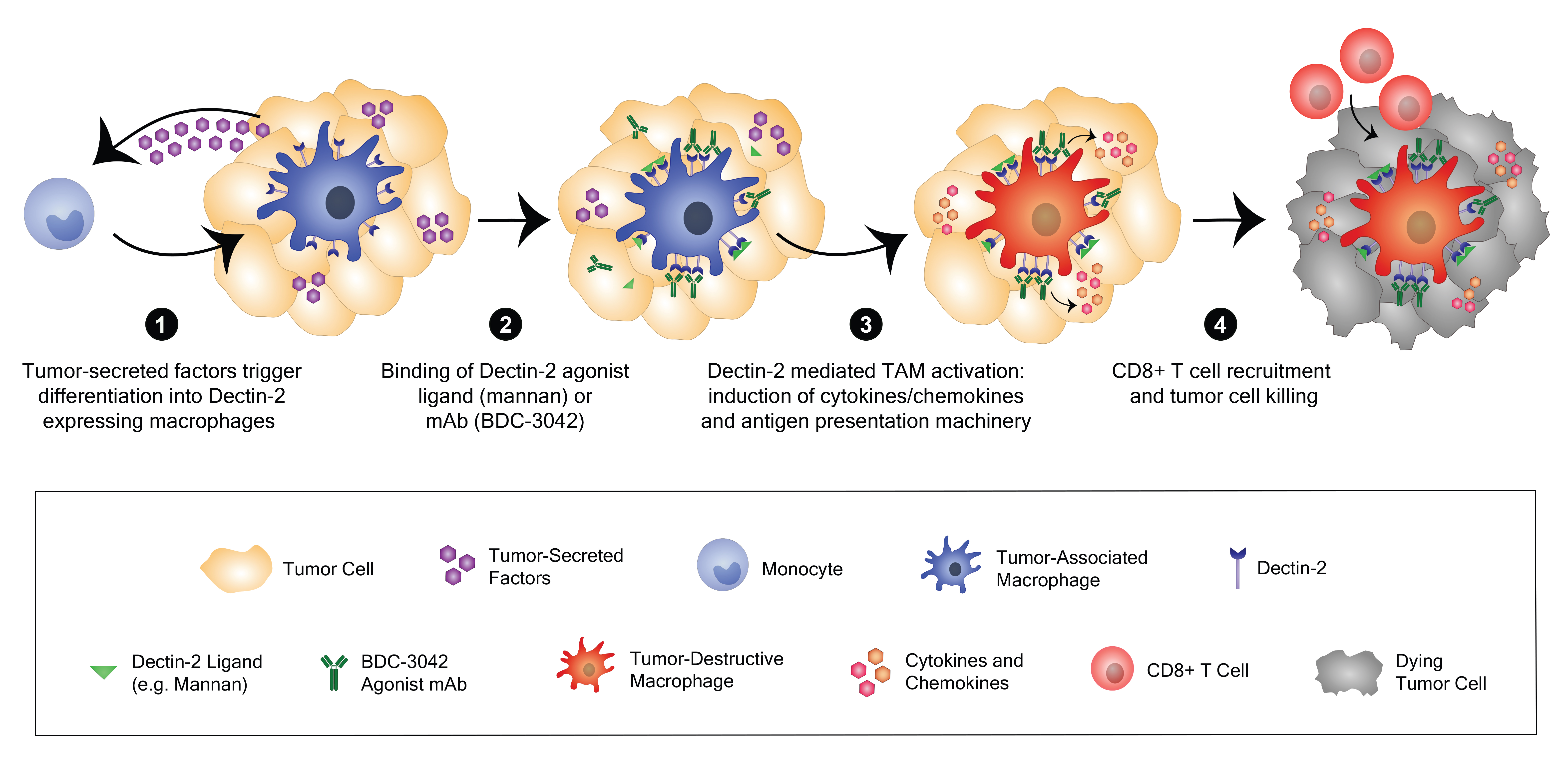 image for Schematic of proposed mechanism of action driving Dectin-2-mediated anti-tumor activity