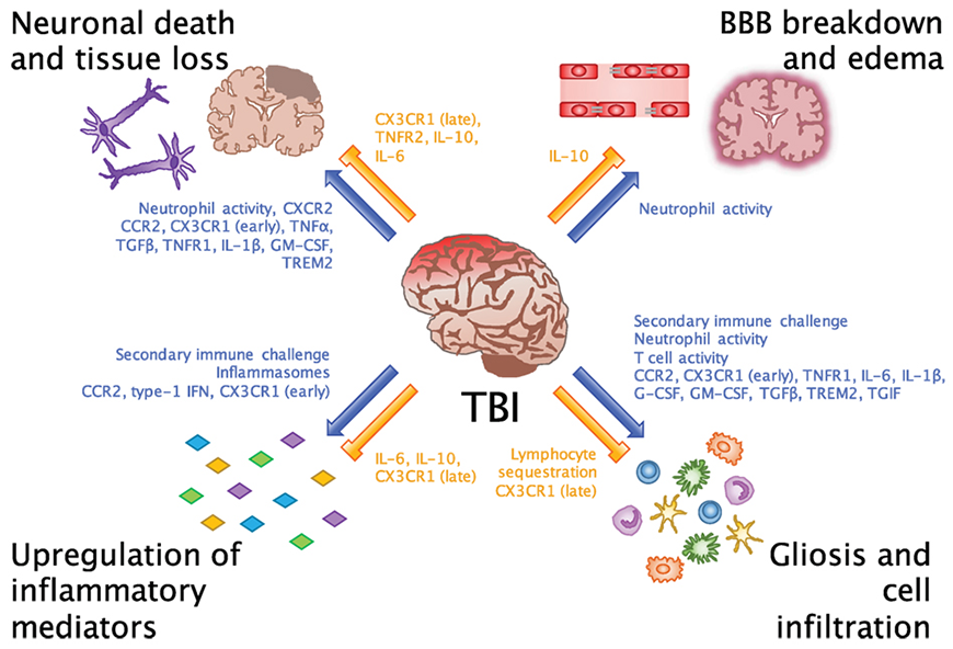Emerging Roles for the Immune System in Traumatic Brain Injury