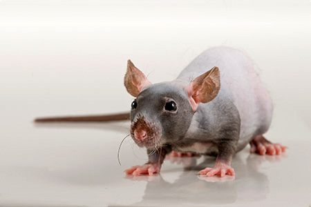 Rat Polyomavirus 2 - A New Agent of Concern?