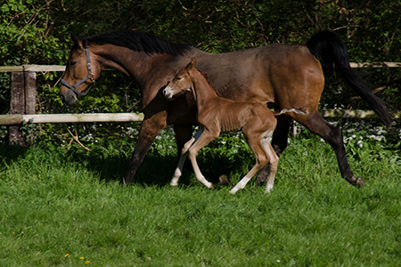 Horse mare and foal