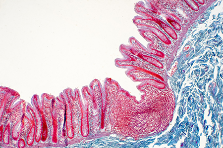 Human large intestine tissue under microscope