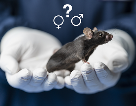 Mouse with male and female gender symbols
