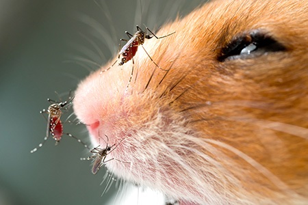 Anopheles mosquito on a mouse