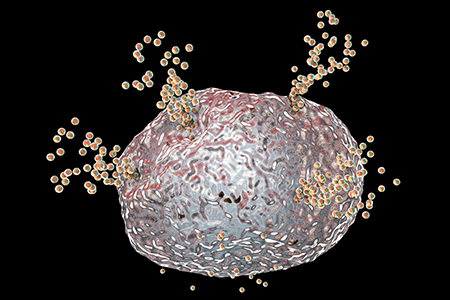 Illustration of Mast cell releasing histamine during allergic response