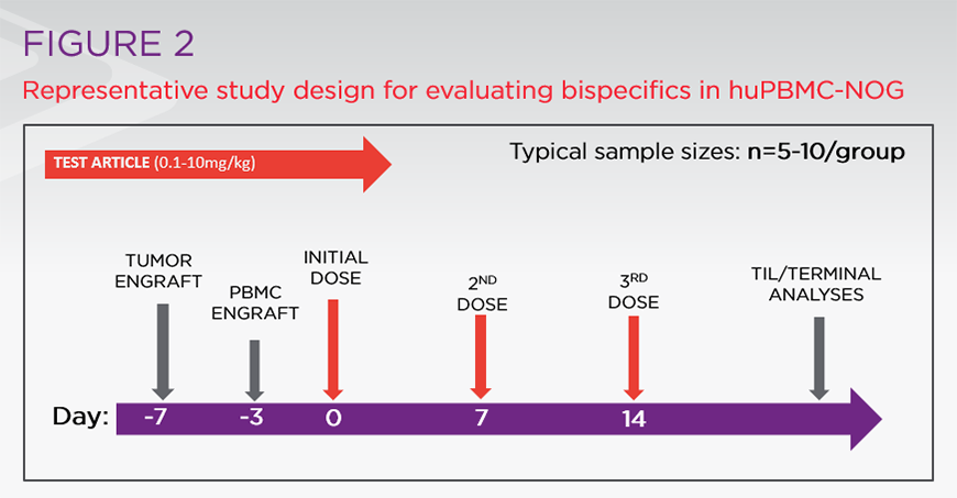 Representative study design for evaluating bispecifics in huPBMC-NOG