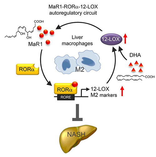 A schematic of the MaR1-RORα-12-LOX autoregulatory circuit. Targeting of this circuit could provide a therapeutic response in NASH via its resulting polarity switch in liver macrophages from an inflammatory (M1) to anti-inflammatory (M2) phenotype.