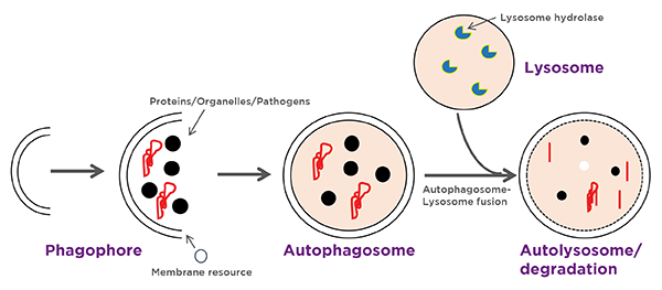 Schematic overview of autophagy