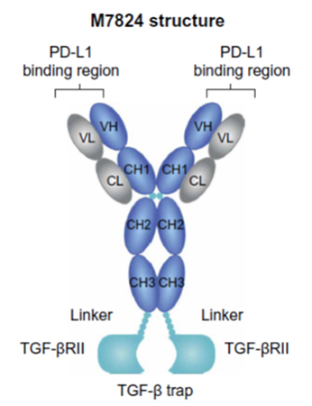 Structure of EMD Serono's bifunctional immune-oncology therapeutic M7824, from Lan et al.