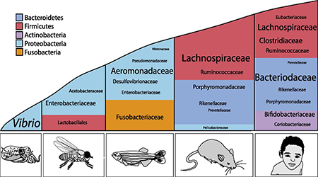 the structure of the microbiota across species