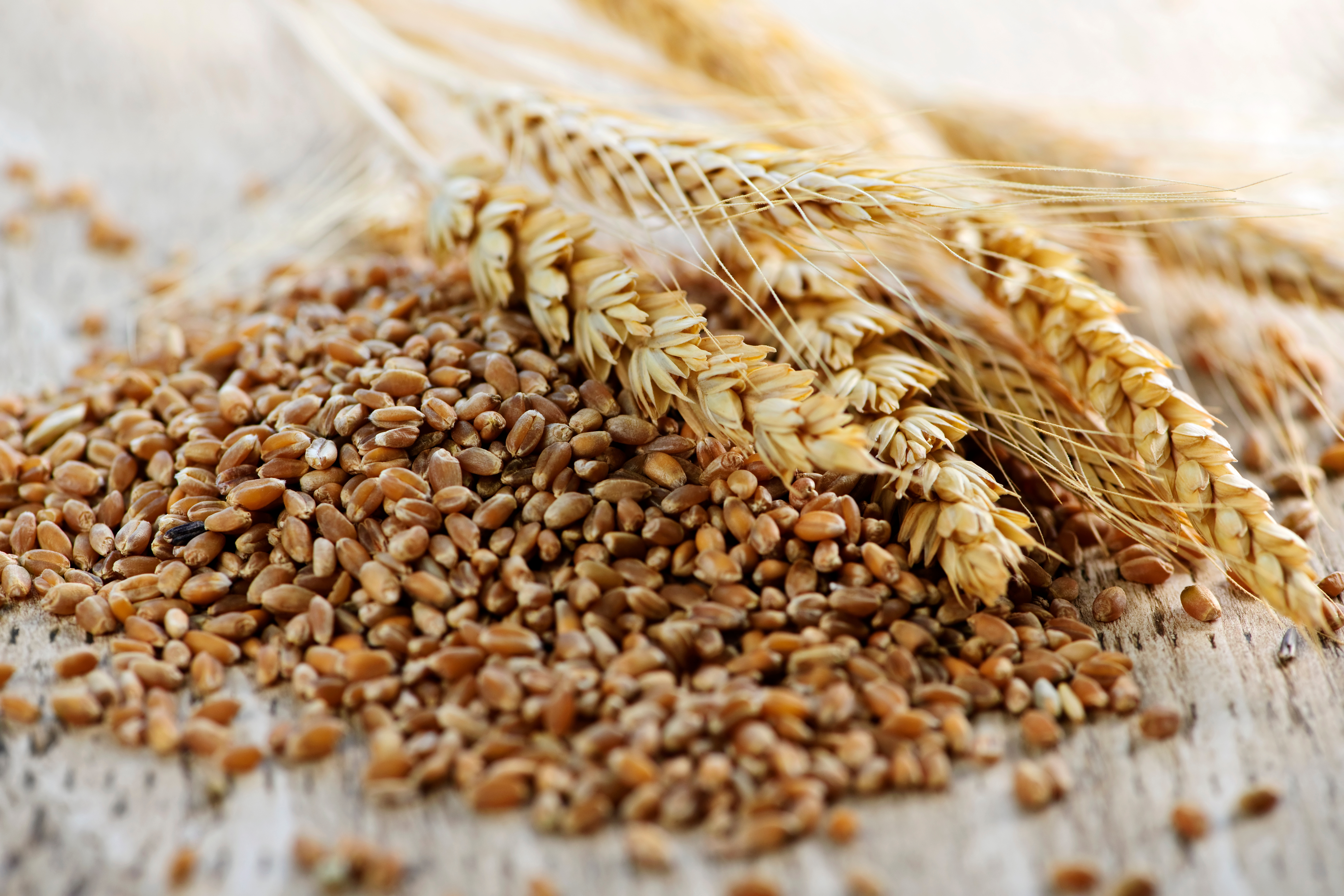 Grain and wheat image