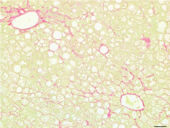 Microscopic Image of model's cells